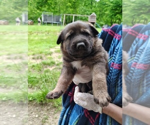 German Shepherd Dog Puppy for sale in BEAVER FALLS, PA, USA