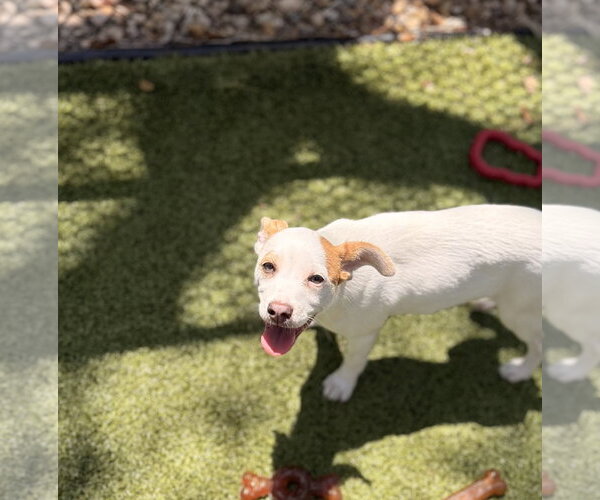 Medium Photo #1 Mutt Puppy For Sale in Hilton Head, SC, USA