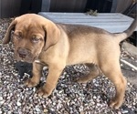 Small Photo #5 Dogue de Bordeaux-Labrador Retriever Mix Puppy For Sale in BEND, OR, USA
