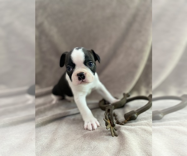Medium Photo #1 Boston Terrier Puppy For Sale in LOOMIS, CA, USA