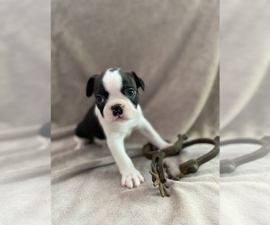 Boston Terrier Puppy for sale in LOOMIS, CA, USA