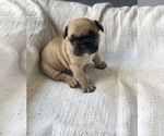 Small Photo #1 French Bulldog Puppy For Sale in LONG ISLAND CITY, NY, USA
