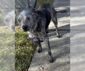 Mutt Dogs for adoption in Houston, TX, USA