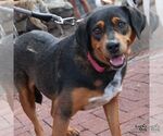 Small #6 Beagle Mix