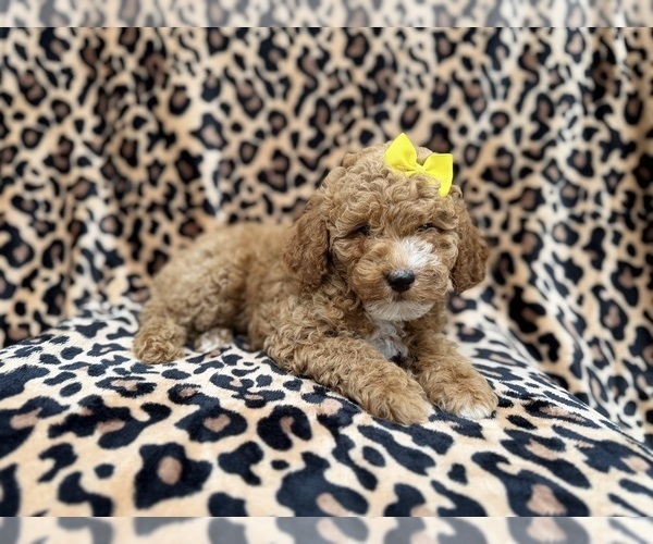 Medium Photo #4 Cock-A-Poo Puppy For Sale in LAKELAND, FL, USA