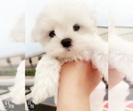 Puppy Porthos Maltese