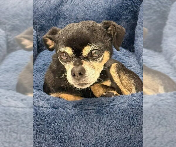 Medium Photo #2 Chihuahua-Unknown Mix Puppy For Sale in Salt Lake City, UT, USA