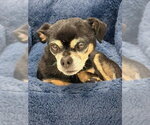 Small #1 Chihuahua Mix