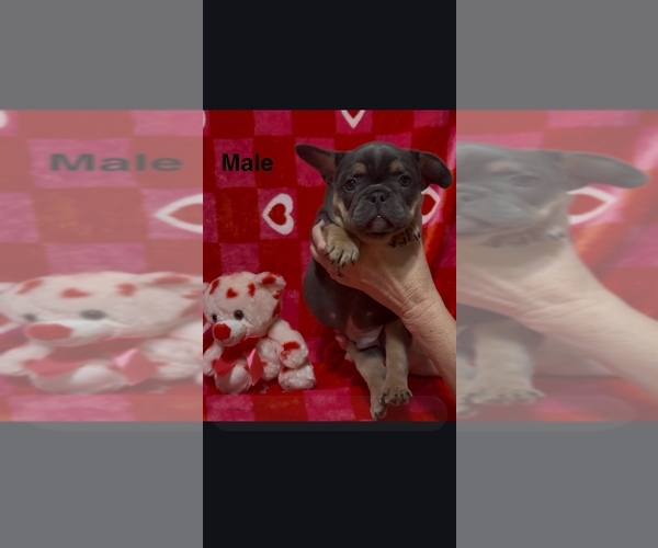 Medium Photo #5 French Bulldog Puppy For Sale in FAIRVIEW, MO, USA