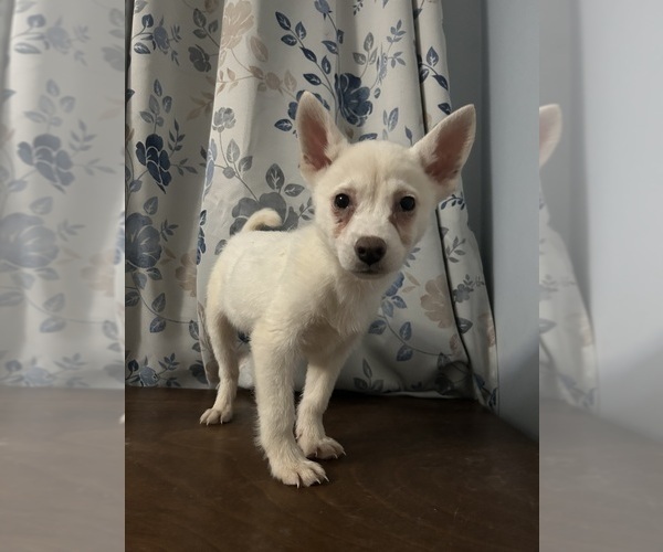 Medium Photo #26 Alaskan Klee Kai Puppy For Sale in DURHAM, CT, USA