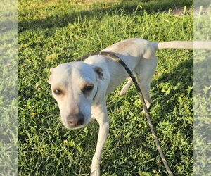 Chihuahua-Unknown Mix Dogs for adoption in Chico, CA, USA