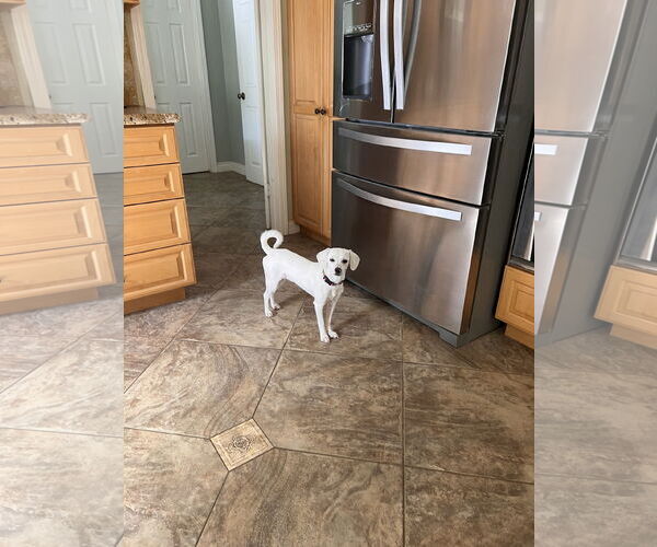 Medium Photo #2 Beagle Puppy For Sale in Menifee, CA, USA