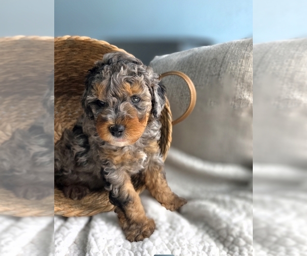 Medium Photo #1 Aussiedoodle Miniature  Puppy For Sale in SAINT CLOUD, FL, USA
