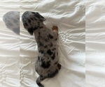 Small #1 Dachshund