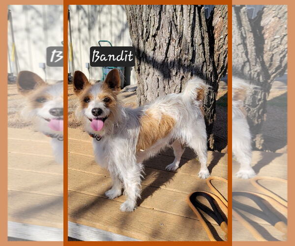 Medium Photo #2 Jack Russell Terrier-Unknown Mix Puppy For Sale in Granbury, TX, USA