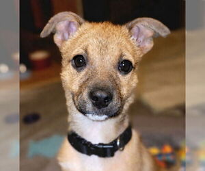 Mutt Dogs for adoption in Laramie, WY, USA