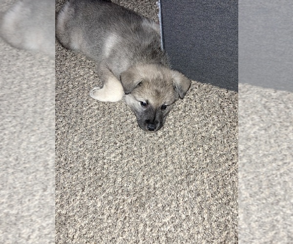 Medium Photo #1 Norwegian Elkhound Puppy For Sale in KOKOMO, IN, USA