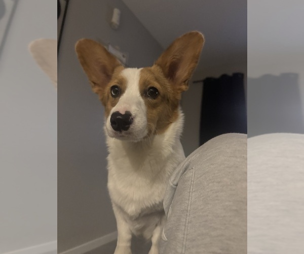 Medium Photo #1 Corgipoo Puppy For Sale in MARICOPA, AZ, USA