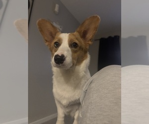 Mother of the Corgipoo puppies born on 04/21/2026