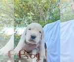 Small #1 Goldendoodle