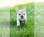 Small Photo #4 French Bulldog Puppy For Sale in BREMEN, IN, USA