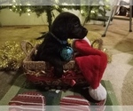 Puppy Light blue Golden Labrador