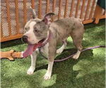 Small #1 American Pit Bull Terrier Mix