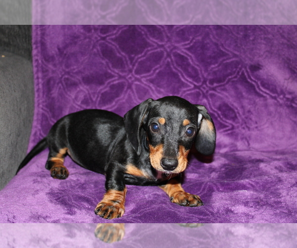 Medium Photo #12 Dachshund Puppy For Sale in BLOOMINGTON, IN, USA