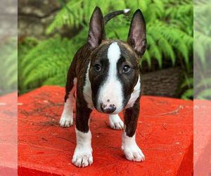 Bull Terrier Puppy for sale in POMPANO BEACH, FL, USA
