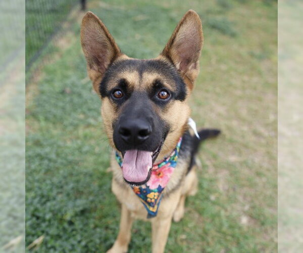 Medium Photo #1 German Shepherd Dog-Unknown Mix Puppy For Sale in San Antonio, TX, USA