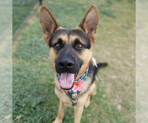 German Shepherd Dog-Unknown Mix Dogs for adoption in San Antonio, TX, USA