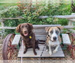 Small #17 Australian Shepherd Mix