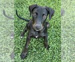 Small Photo #3 Plott Hound-Pointer Mix Puppy For Sale in Lake Forest, CA, USA