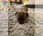 Small #6 Chihuahua