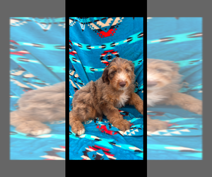 Miniature Bernedoodle Puppy for sale in BLOOMFIELD, MO, USA