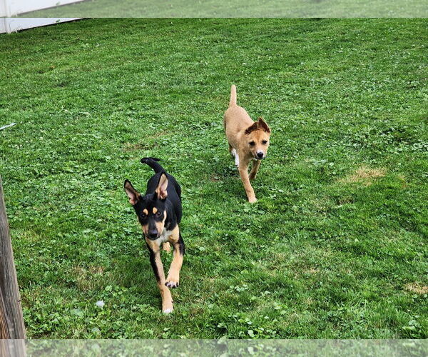 Medium Photo #3 Mutt Puppy For Sale in Marine City, MI, USA
