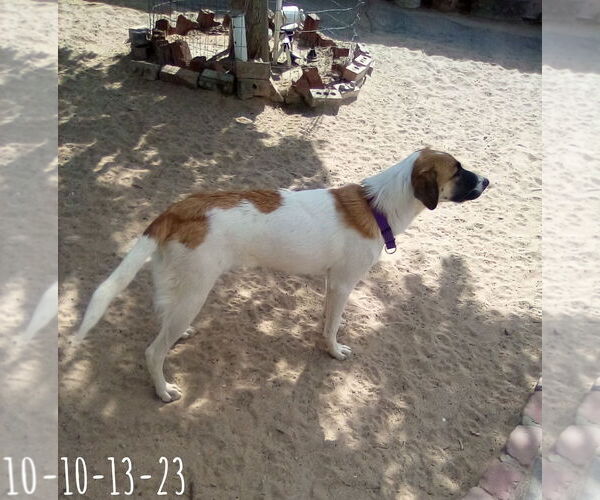 Medium Photo #6 Mutt Puppy For Sale in Apple Valley, CA, USA