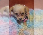 Small Photo #85 Yorkshire Terrier Puppy For Sale in AKRON, OH, USA