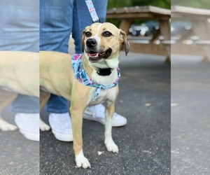 Lady Bird - Female Beagle-Unknown Mix Dog for Adoption - Photo #9