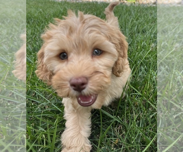 Medium Photo #5 Cavapoo Puppy For Sale in GREENWOOD, IN, USA
