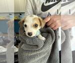 Small Chi-Corgi