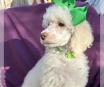 Small Photo #2 Poodle (Standard) Puppy For Sale in GREENSBORO, NC, USA