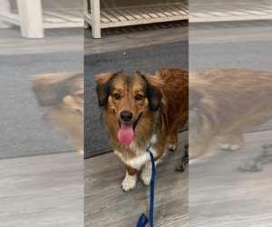 Australian Shepherd-Unknown Mix Dogs for adoption in Emmett, ID, USA