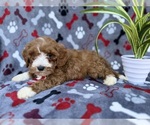 Small #6 Cavapoo (Miniature)
