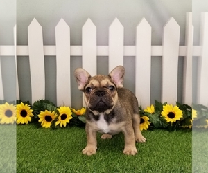 French Bulldog Puppy for sale in SCHERERVILLE, IN, USA