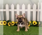 Small French Bulldog