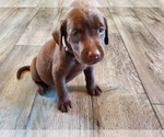 Puppy Silver Female Labrador Retriever