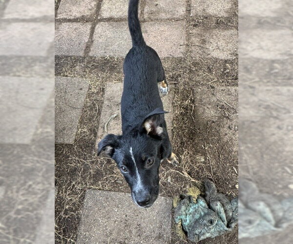 Medium Photo #3 Mutt Puppy For Sale in Sebec, ME, USA