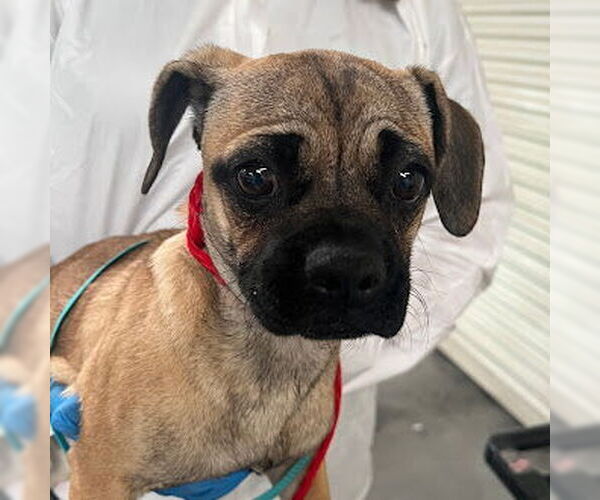 Medium Photo #1 Pug-Unknown Mix Puppy For Sale in Las Vegas, NV, USA