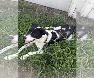 Danny - Male Border Collie-Unknown Mix Dog for Adoption - Photo #10
